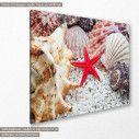 Canvas print, Red starfish and shells, side