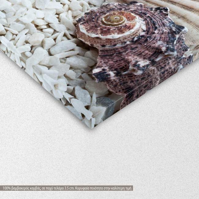 Canvas print, Red starfish and shells, detail