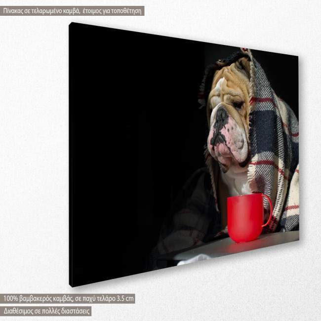 Canvas print Sad Bulldog, side