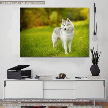 Πίνακας σε καμβά Siberian Husky