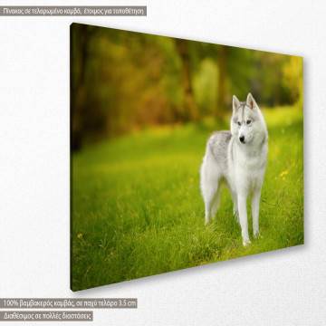 Πίνακας σε καμβά Siberian Husky 2