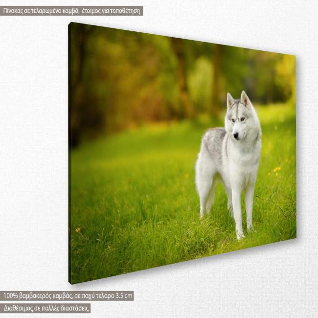 Canvas print Siberian Husky, side