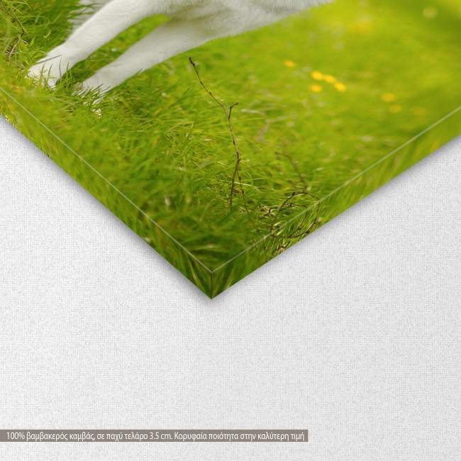 Canvas print Siberian Husky, detail