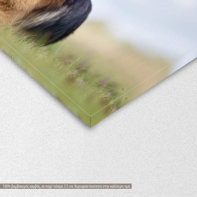 Canvas print German shepherd, detail