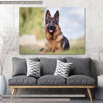 Canvas print German shepherd