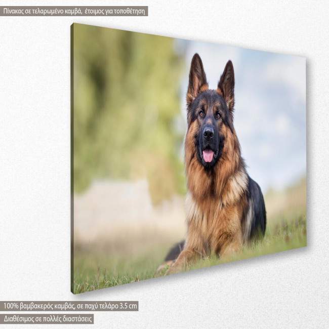 Canvas print German shepherd, side
