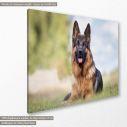 Canvas print German shepherd, side