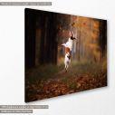 Canvas print Jack Russell Terrier, side