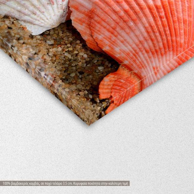 Canvas print  Sea shells on the sandy beach, detail