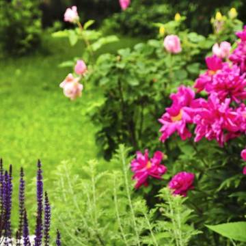 Αυτοκόλλητο πόρτας Lush blooming summer garden 2
