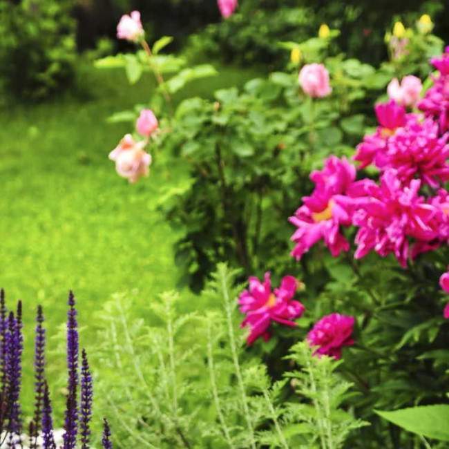 Αυτοκόλλητο πόρτας Lush blooming summer garden