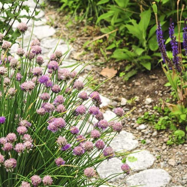 Αυτοκόλλητο πόρτας Lush blooming summer garden
