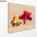 Πίνακας σε καμβά Starfish and shells II, κοντινό