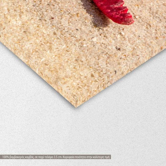 Canvas print  Starfish and shells II, detail
