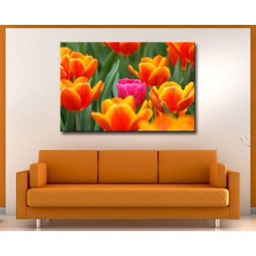 Canvas print Pink tulip