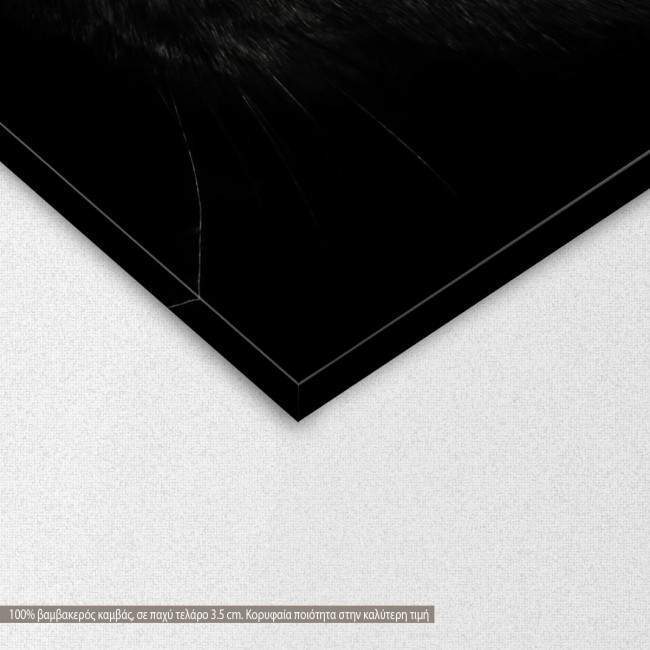 Πίνακας σε καμβά Blue eyed cat, λεπτομέρεια