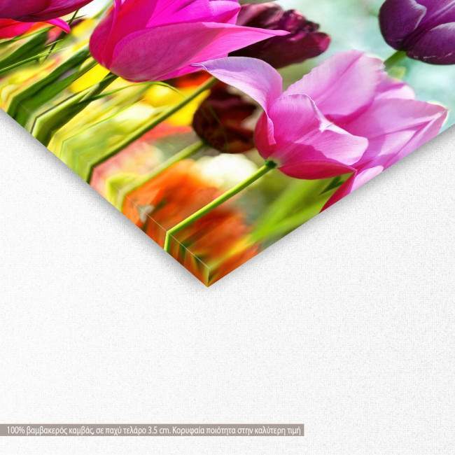 Πίνακας σε καμβά Τουλίπες, Beautiful spring tulips, τετράγωνο, λεπτομέρεια