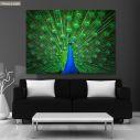 Canvas print Blue peacock