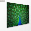 Canvas print Blue peacock, side