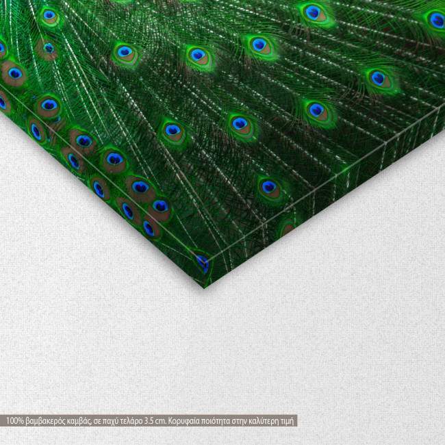 Canvas print Blue peacock, detail