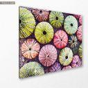 Canvas print Colorful urchins painting, side