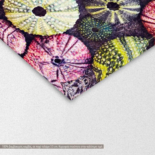 Canvas print Colorful urchins painting, detail