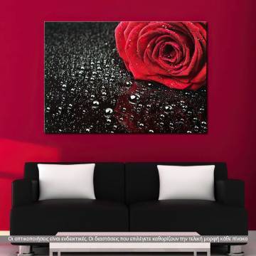 Πίνακας σε καμβά Προσφορά 40x30 cm, Τριαντάφυλλο, Rose with water drops