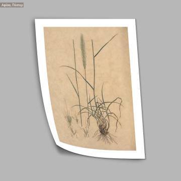 Poster Flora Graeca, Barley 2