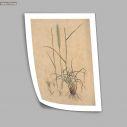 Poster Flora Graeca, Barley