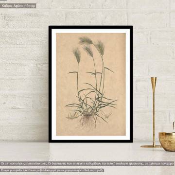 Flora Graeca, Σίκαλη, κάδρο 