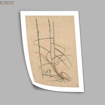 Poster Flora Graeca, Wheat 2