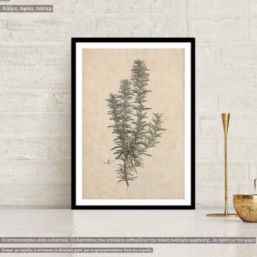 Flora Graeca Δεντρολίβανο, κάδρο 