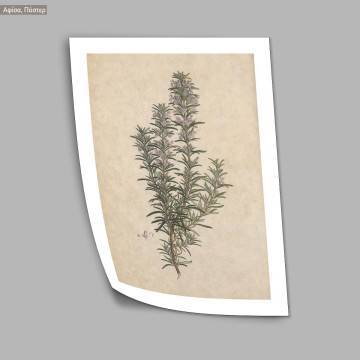 Poster Flora Graeca, Rosemary 2