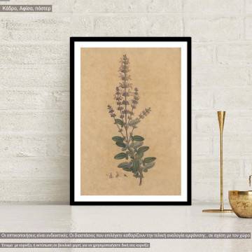 Flora Graeca Φασκόμηλο, κάδρο 