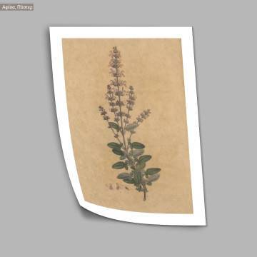 Flora Graeca Φασκόμηλο, κάδρο  2