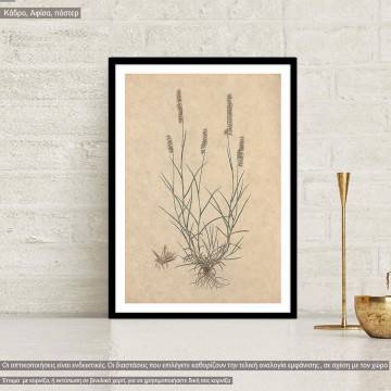 Flora Graeca Μελισσόχορτο, κάδρο 