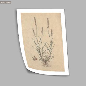 Poster Flora Graeca, Honeysuckle 2