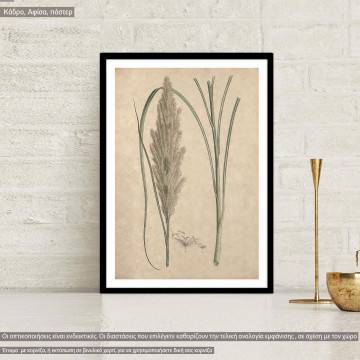 Flora Graeca Καλάμι, κάδρο, μαύρη κορνίζα 