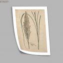 Poster Flora Graeca, reed