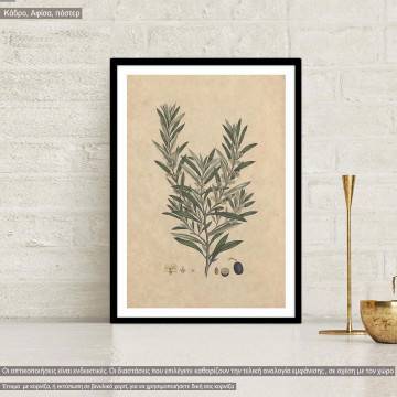 Flora Graeca Ελιά, κάδρο 