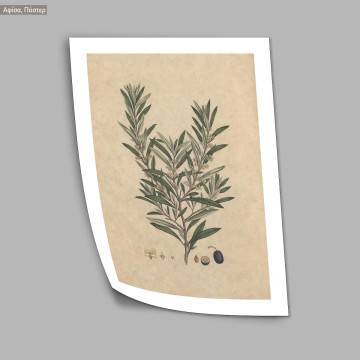 Flora Graeca Ελιά, κάδρο  2