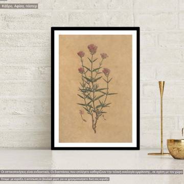 Flora Graeca Βαλεριάνα, κάδρο