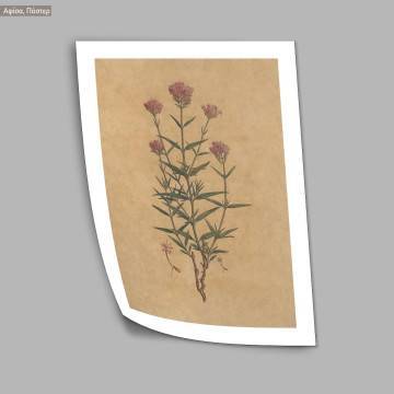 Flora Graeca Βαλεριάνα, κάδρο 2