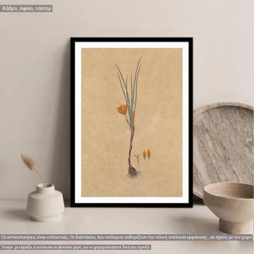 Flora Graeca Κρόκος, κάδρο 