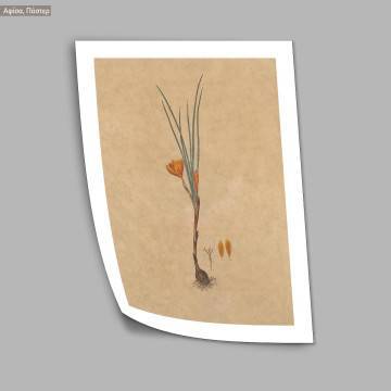 Flora Graeca Κρόκος, κάδρο  2