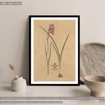 Poster Flora Graeca, Gladiolus