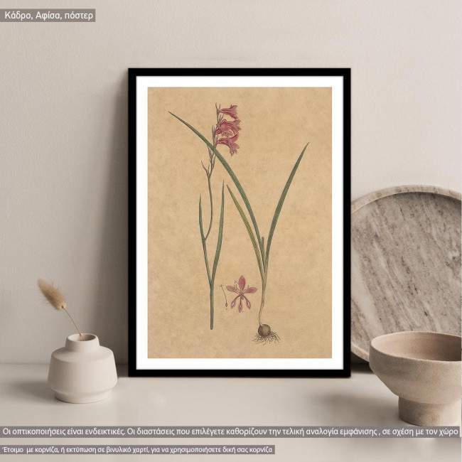 Poster Flora Graeca, Gladiolus