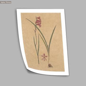 Flora Graeca Γλαδιόλα, κάδρο  2