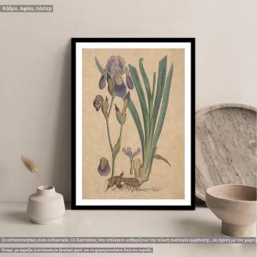 Flora Graeca Ίριδα, κάδρο 