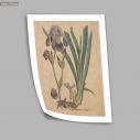 Poster Flora Graeca, Iris
